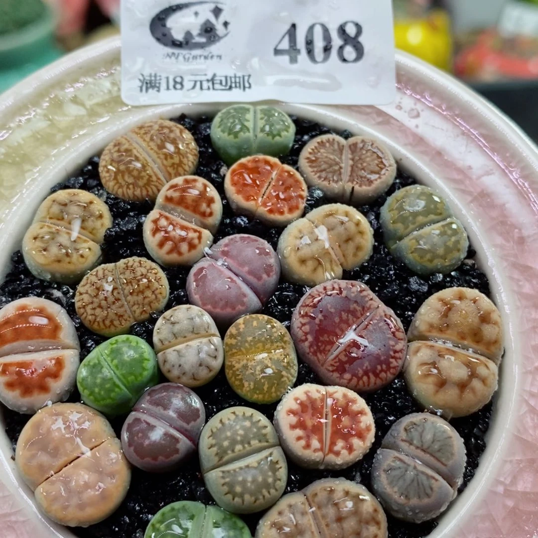 唯*生石花花花花花花花花408