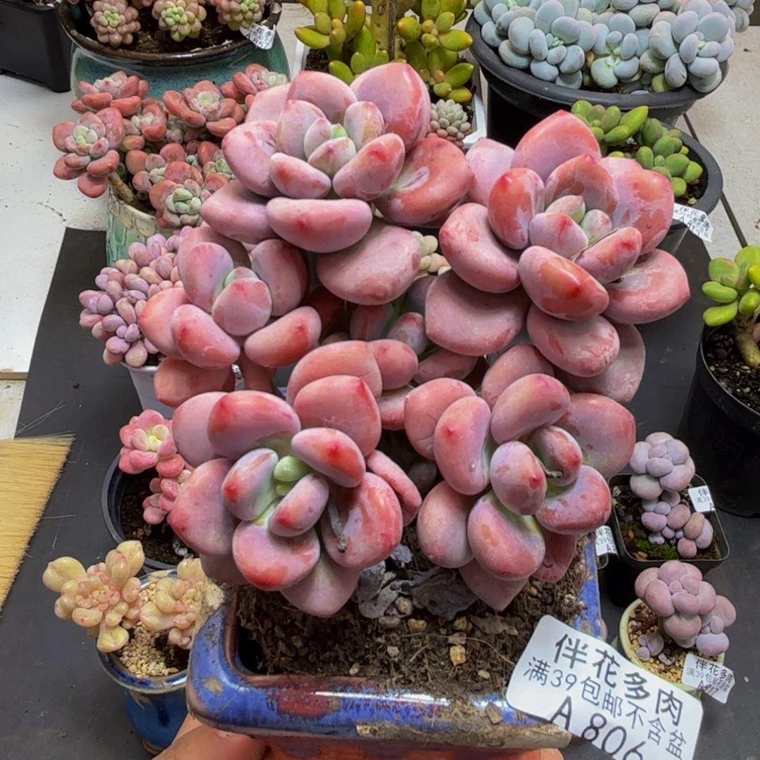 806樱花洛神8cm多肉