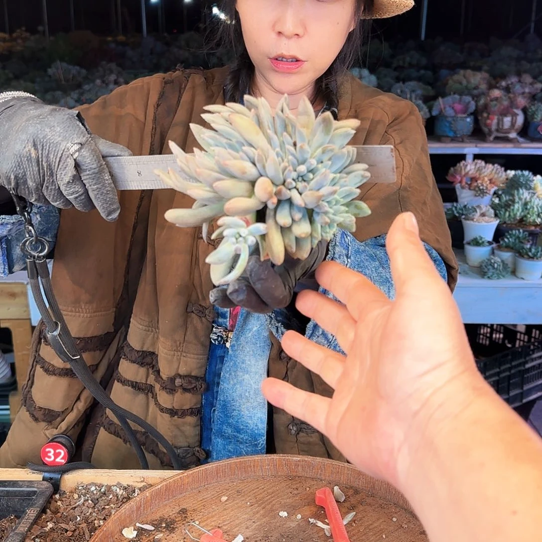 温****。031号哥特缀298        肉