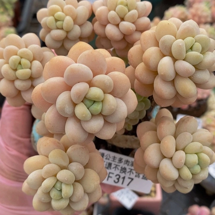 洛可可老桩10cm317多肉植物