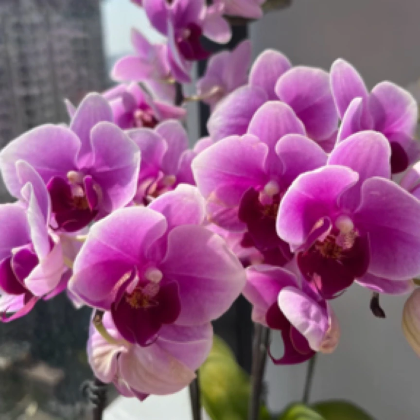 【绝代双骄】3.0寸杯开花株蝴蝶兰四季开花盆栽客厅装饰