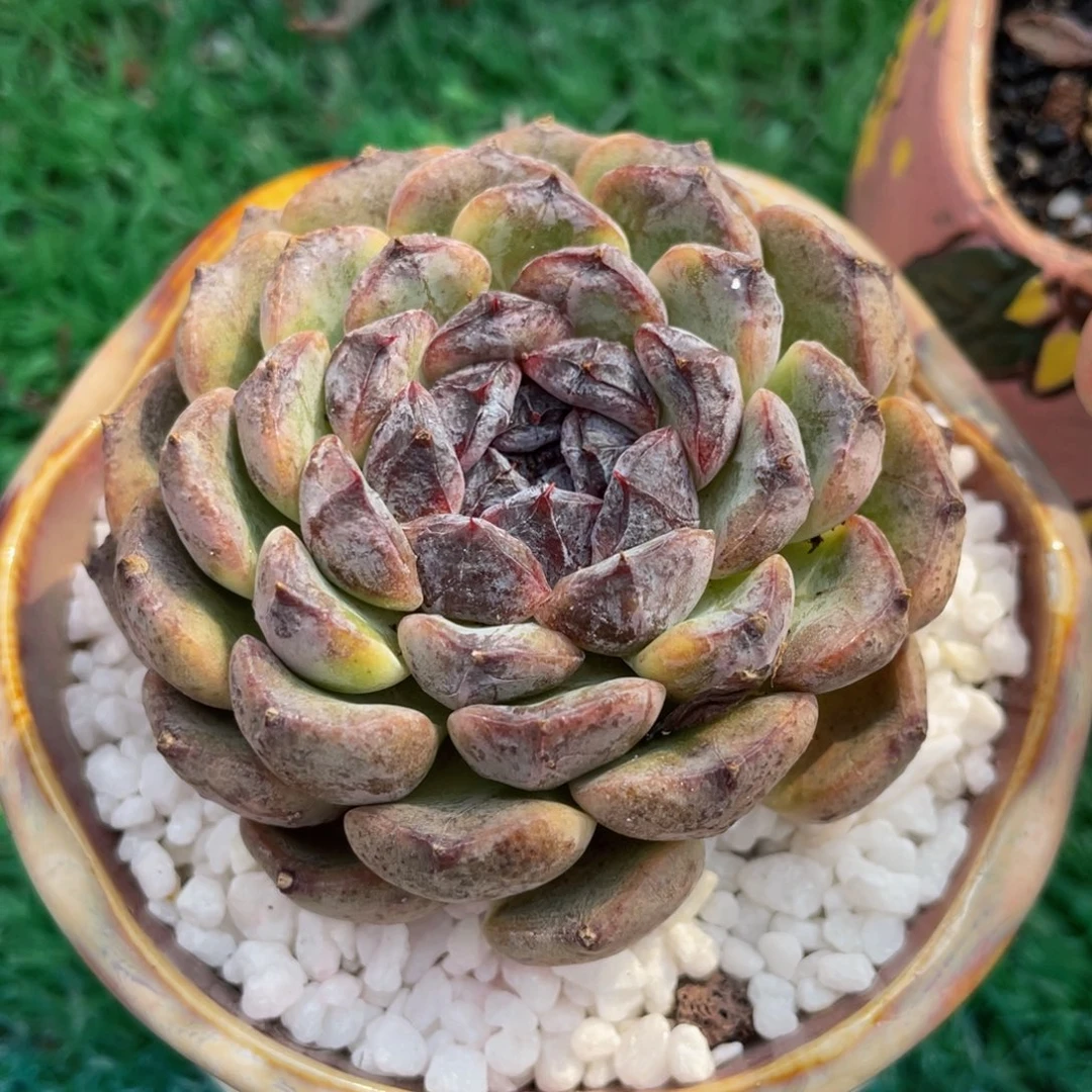 多肉植物盆栽多肉