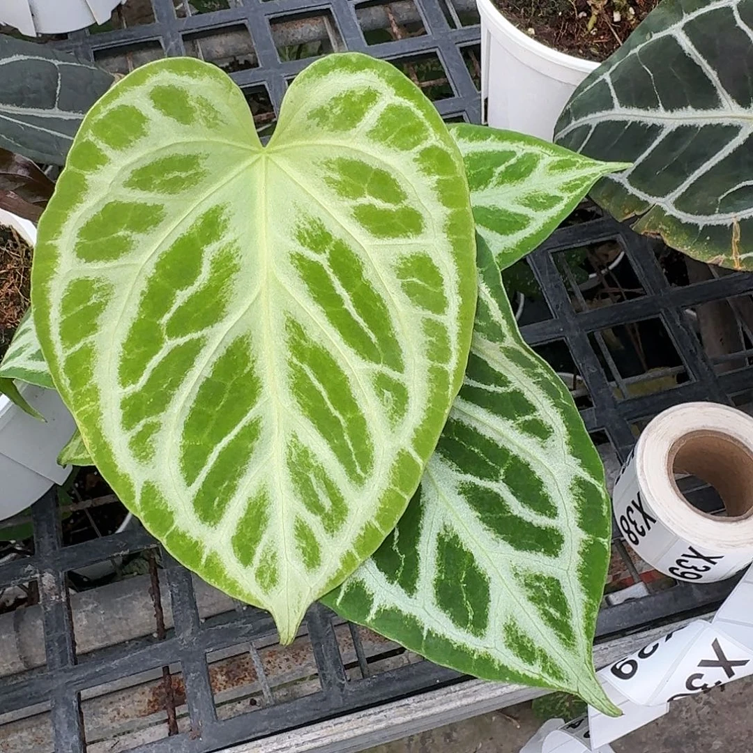 真***诚无花朵X19银刷子花烛