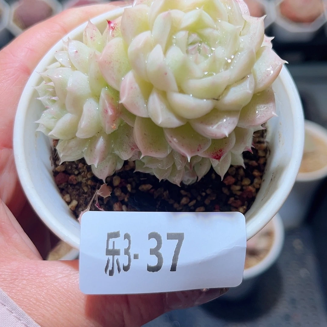 乐3-37 麦秆群不包整