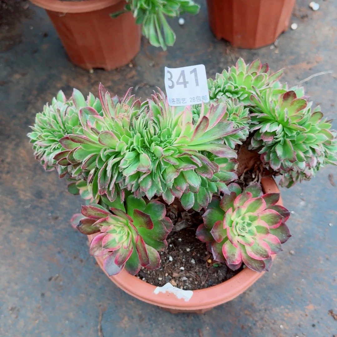 341海王缀化多肉植物满28包邮