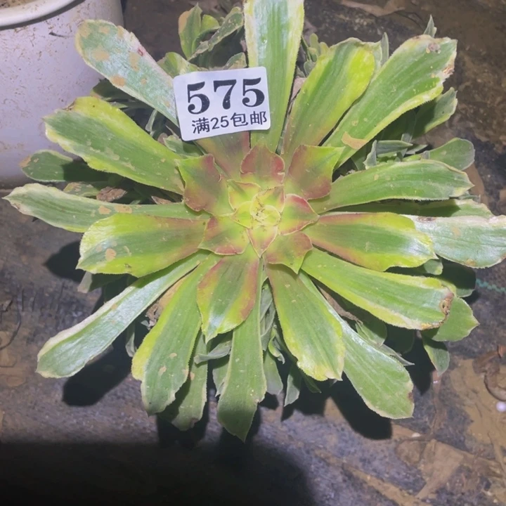 光辉多肉植物多肉575