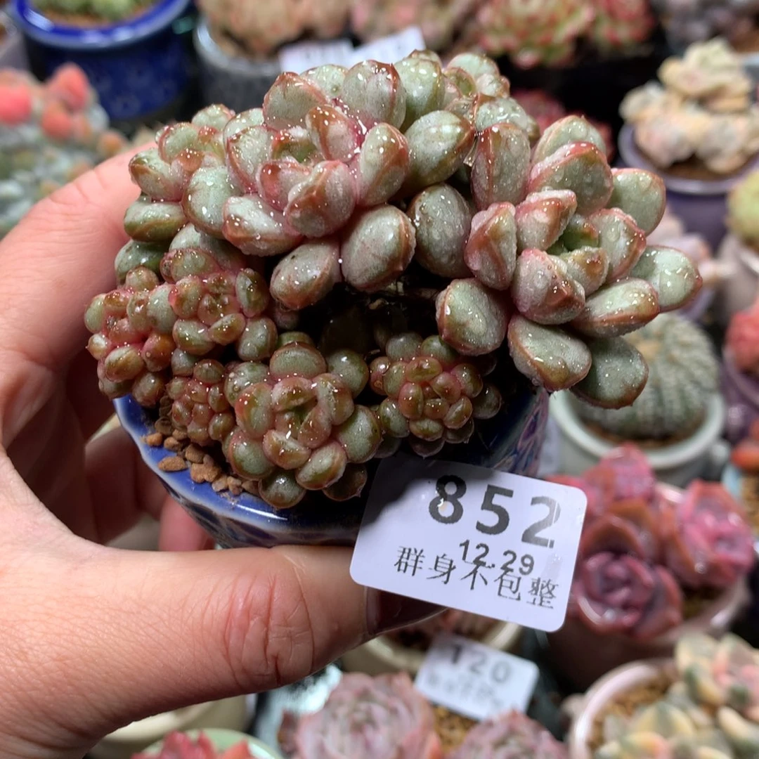 精控拇指盆12.29852