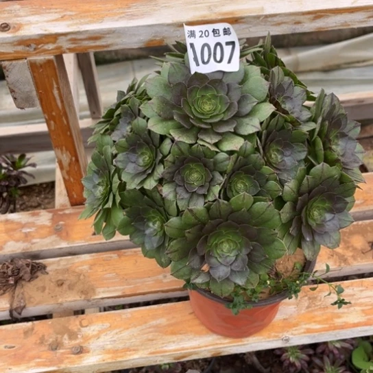 007万拉丝不包断枝