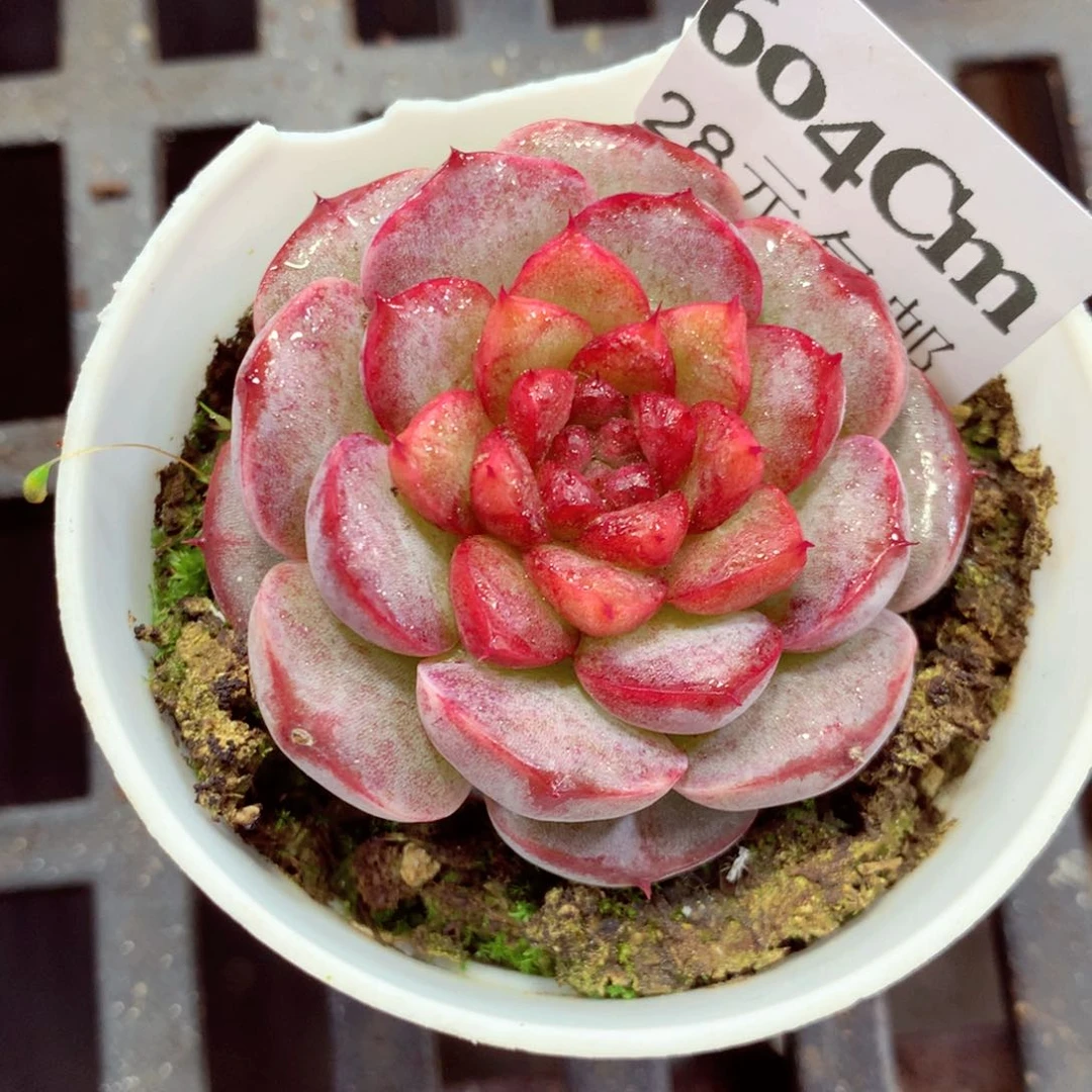 5厘米盆精控多肉604