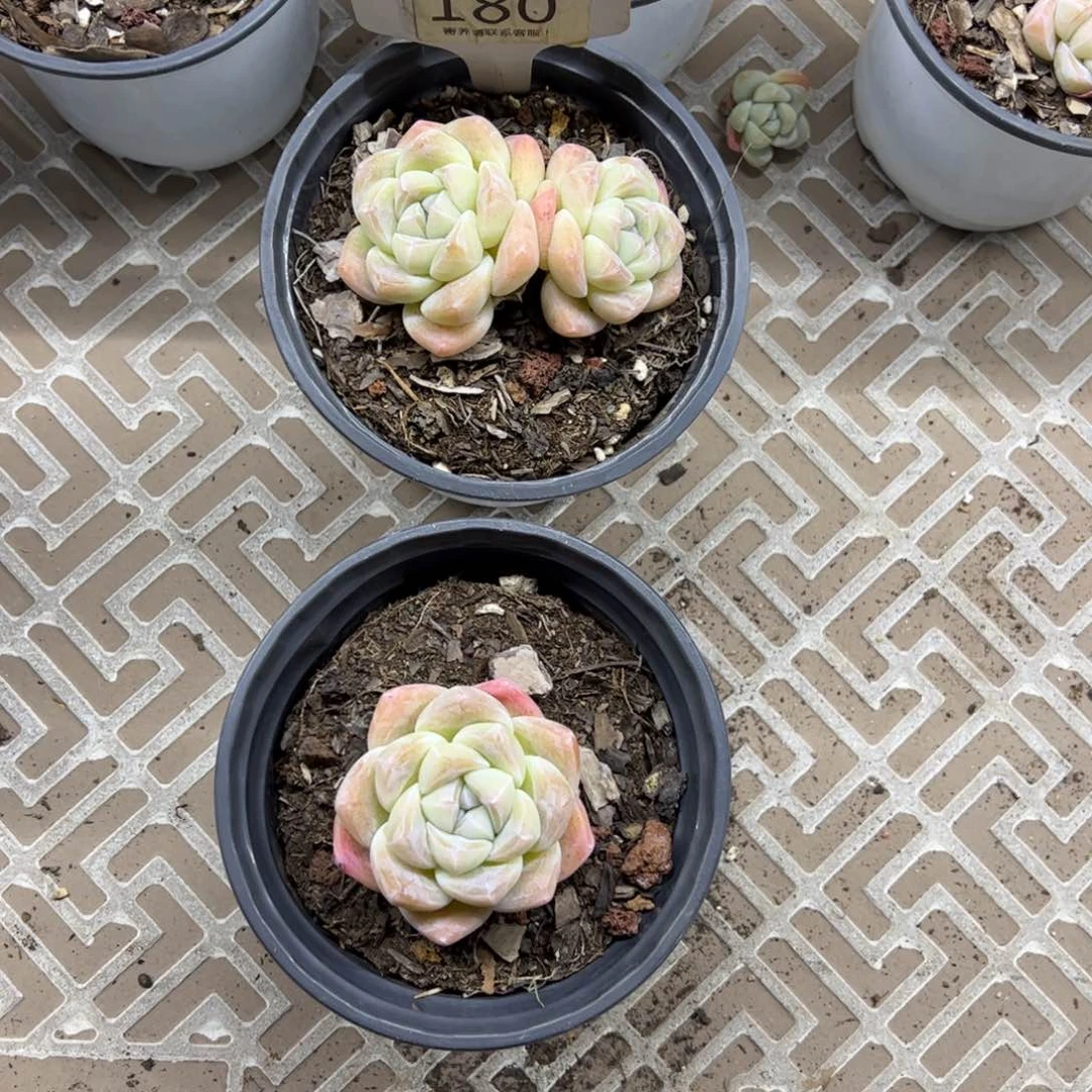 红陶180号多肉植物