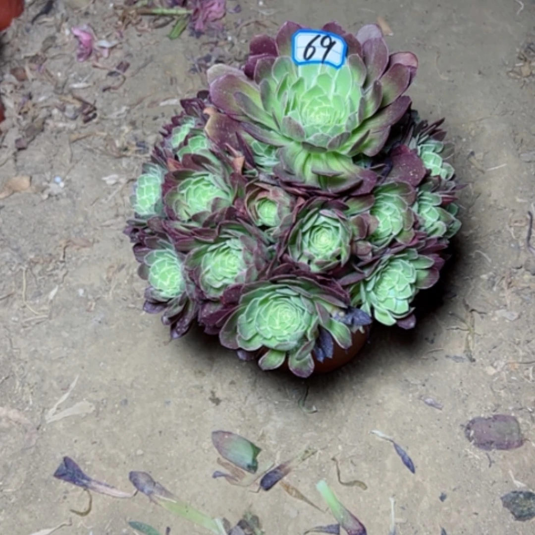 【闪购商品】俊**絮多肉植物水蜜桃69