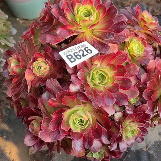 凌*若多肉植物一个