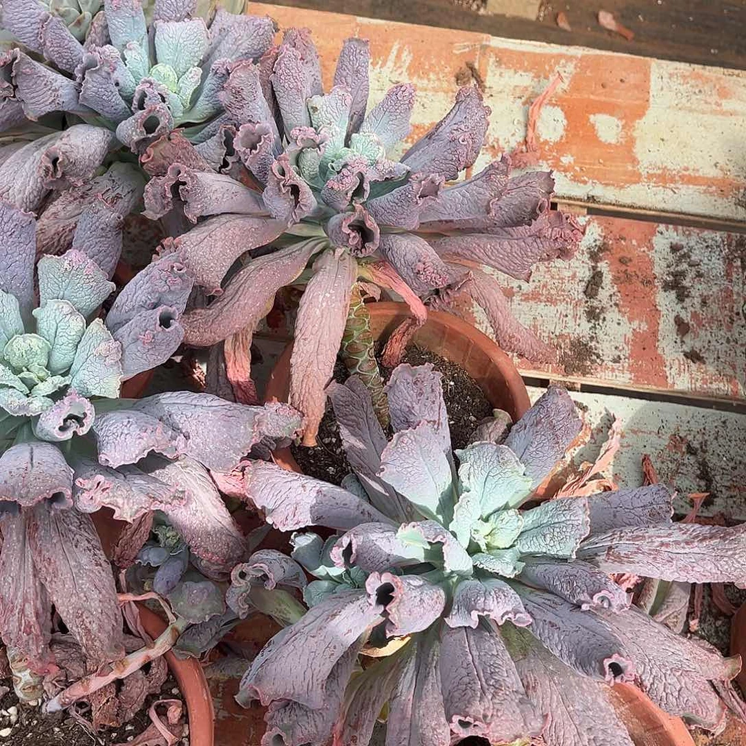 男爵13.99多肉植物