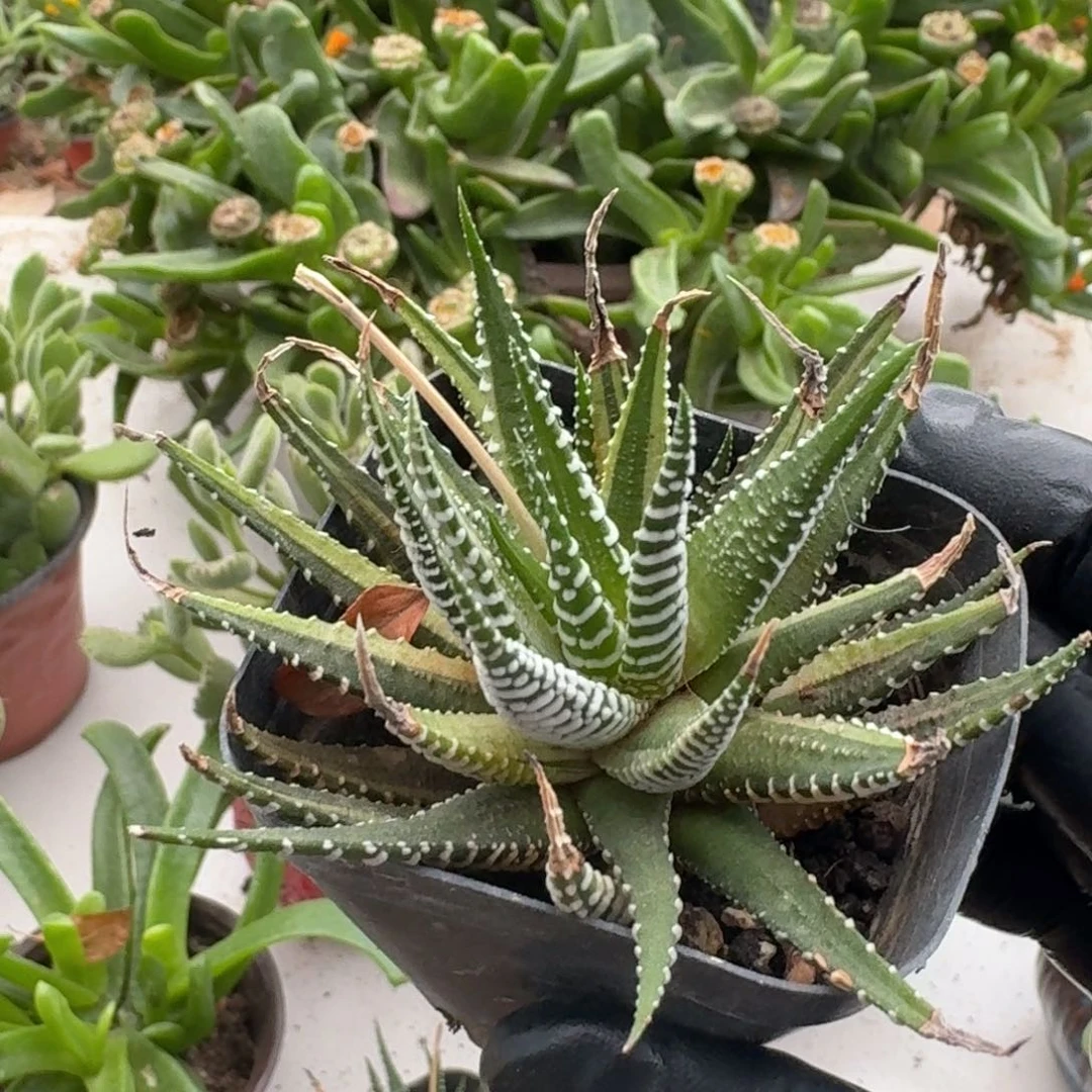 不开花植物半****伤