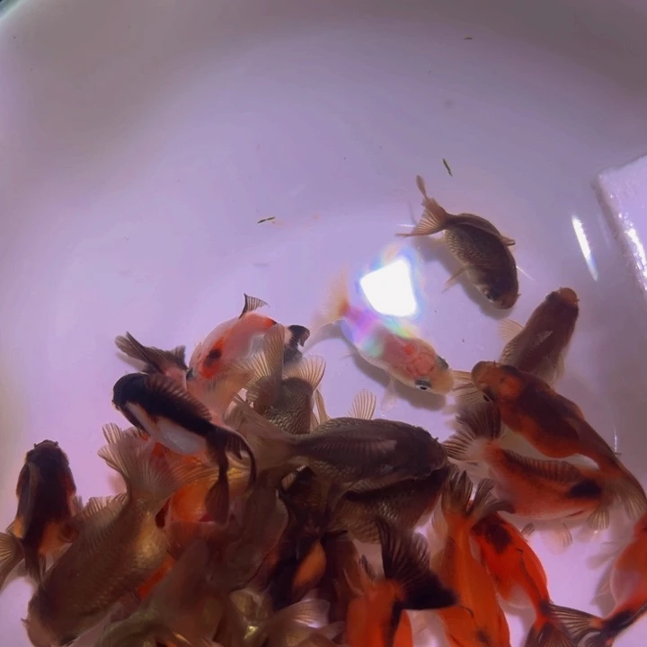 海水商品鱼苗30条今夜星辰
