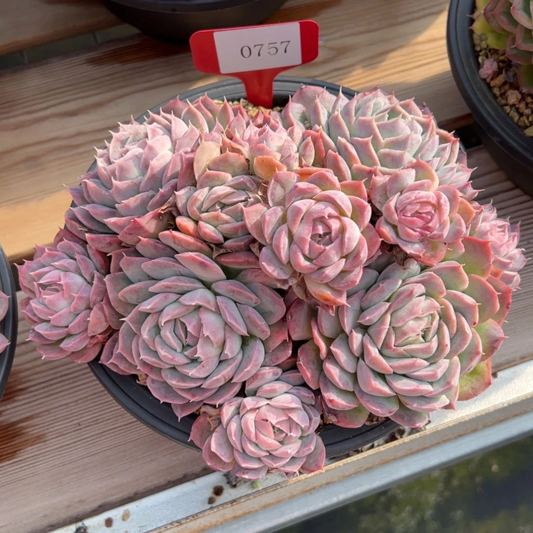 海**空0757多肉多多发发发