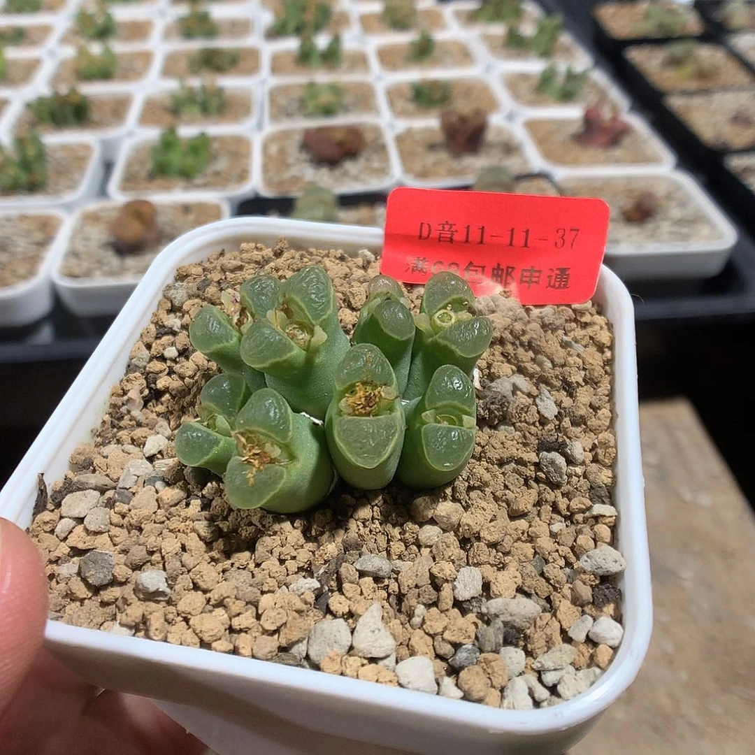 11-11-37     母本风铃