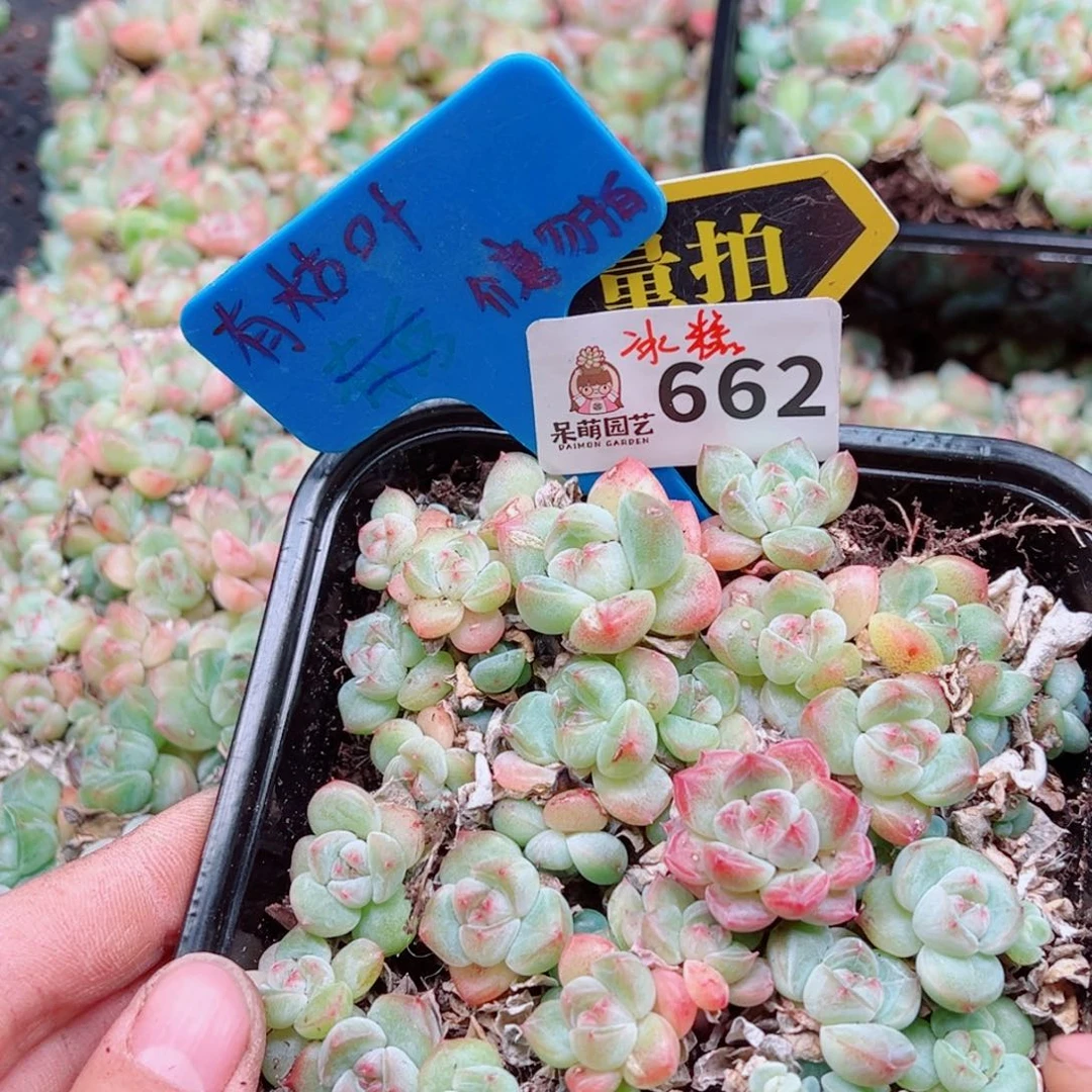 多肉植物多肉植物