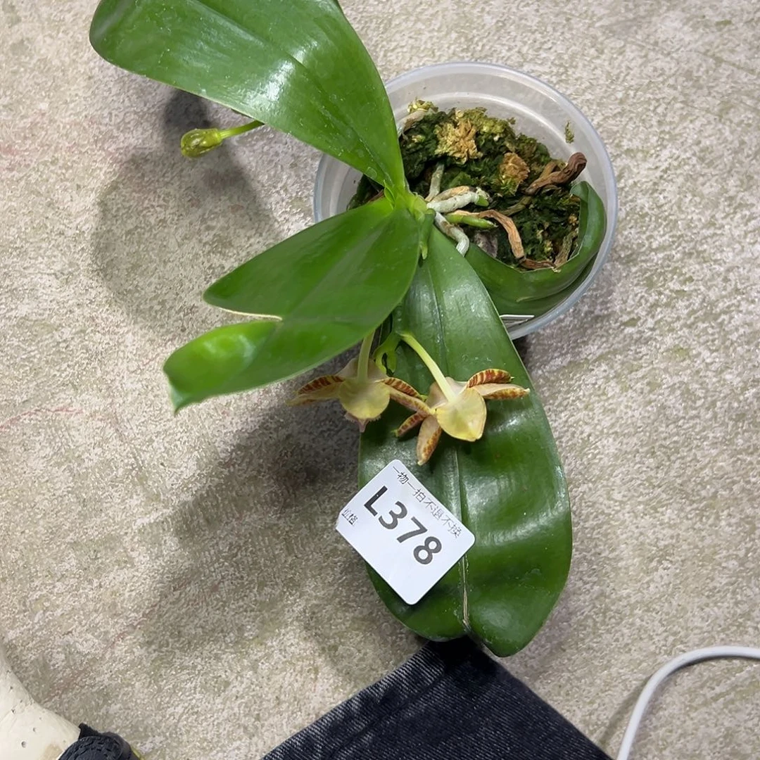 睁***花完全开放l378三寸ys1149