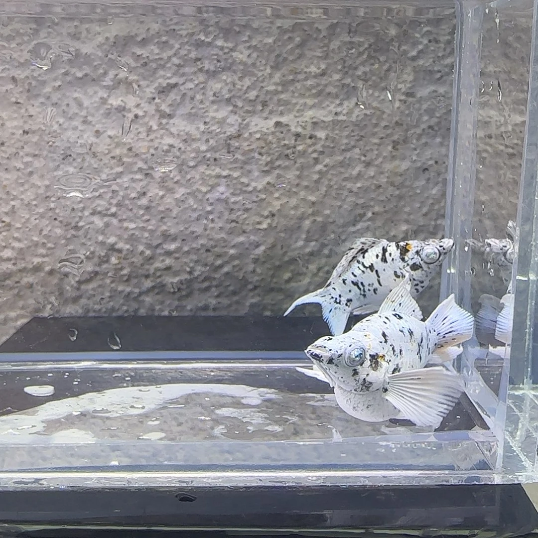 黑玛丽鱼奶牛玛丽。46号
