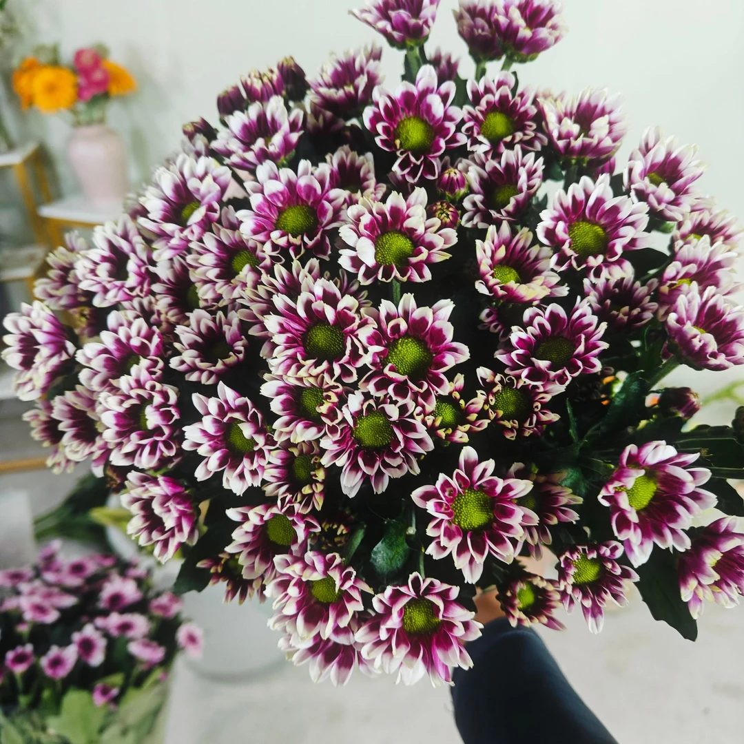 (陪伴) 小雏菊 东北发货产品雏菊彩色顺丰包邮产地直发新鲜