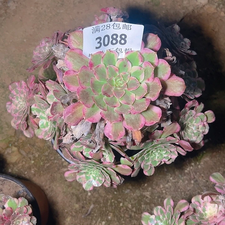 3088霁月多肉植物保护