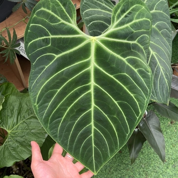 完全开放脑纹帝王