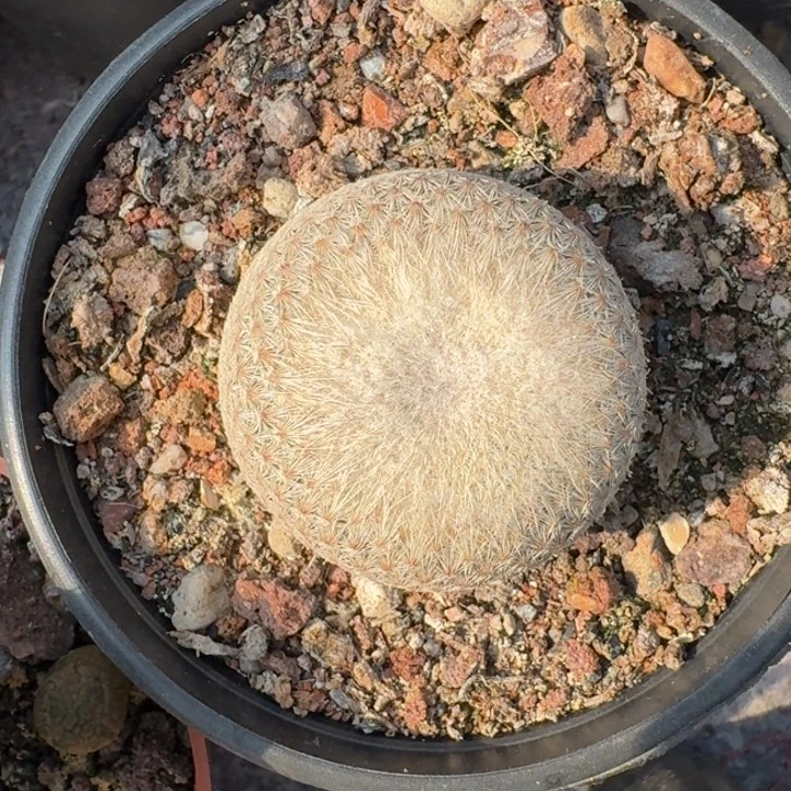 小人帽子自根仙人球