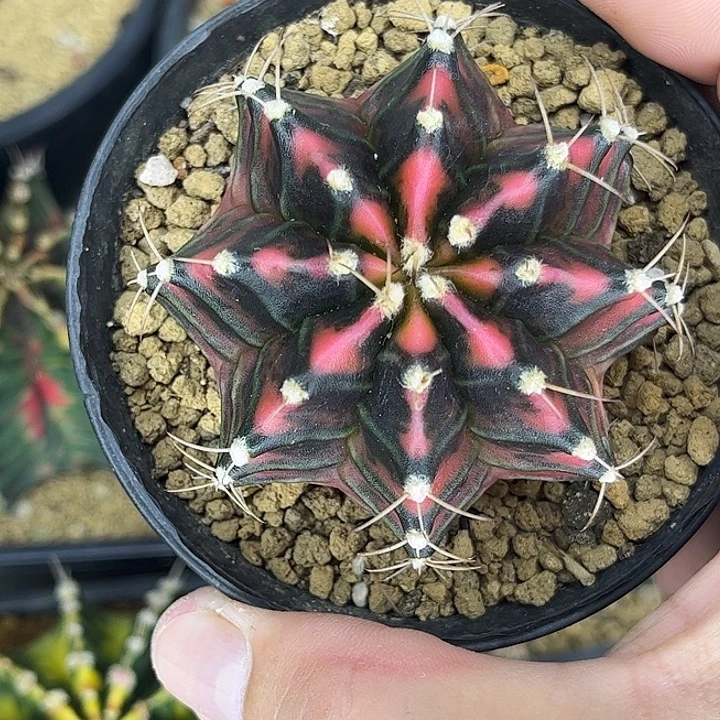 泰系米哈一物一拍12