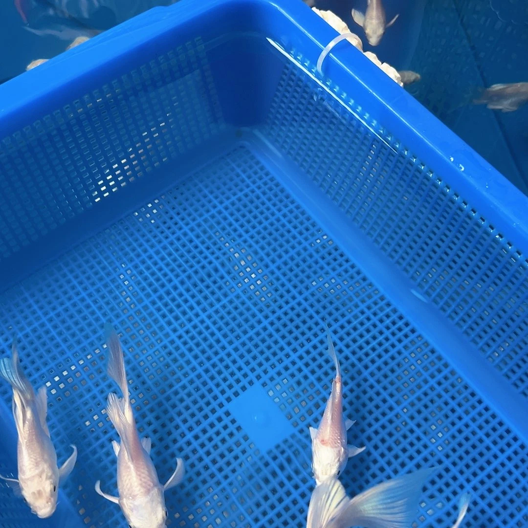 20公分大鱼不包活