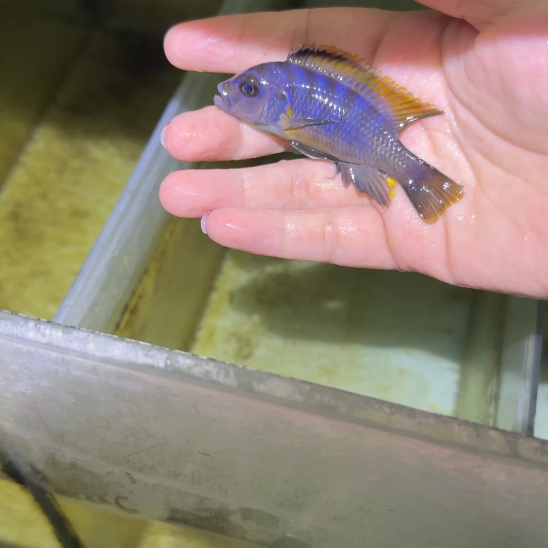 疯***逗慈鲷鱼101号加里雷亚7-8