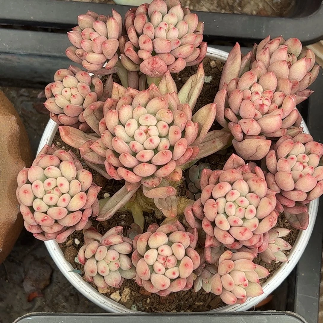 岩字群生，一物一拍