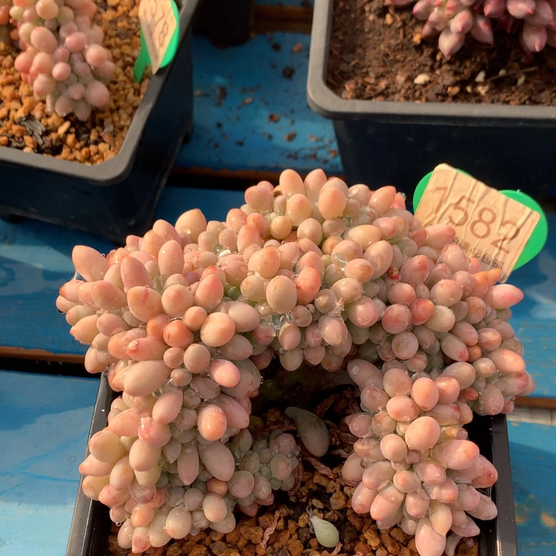 汤圆树缀开播福利1582