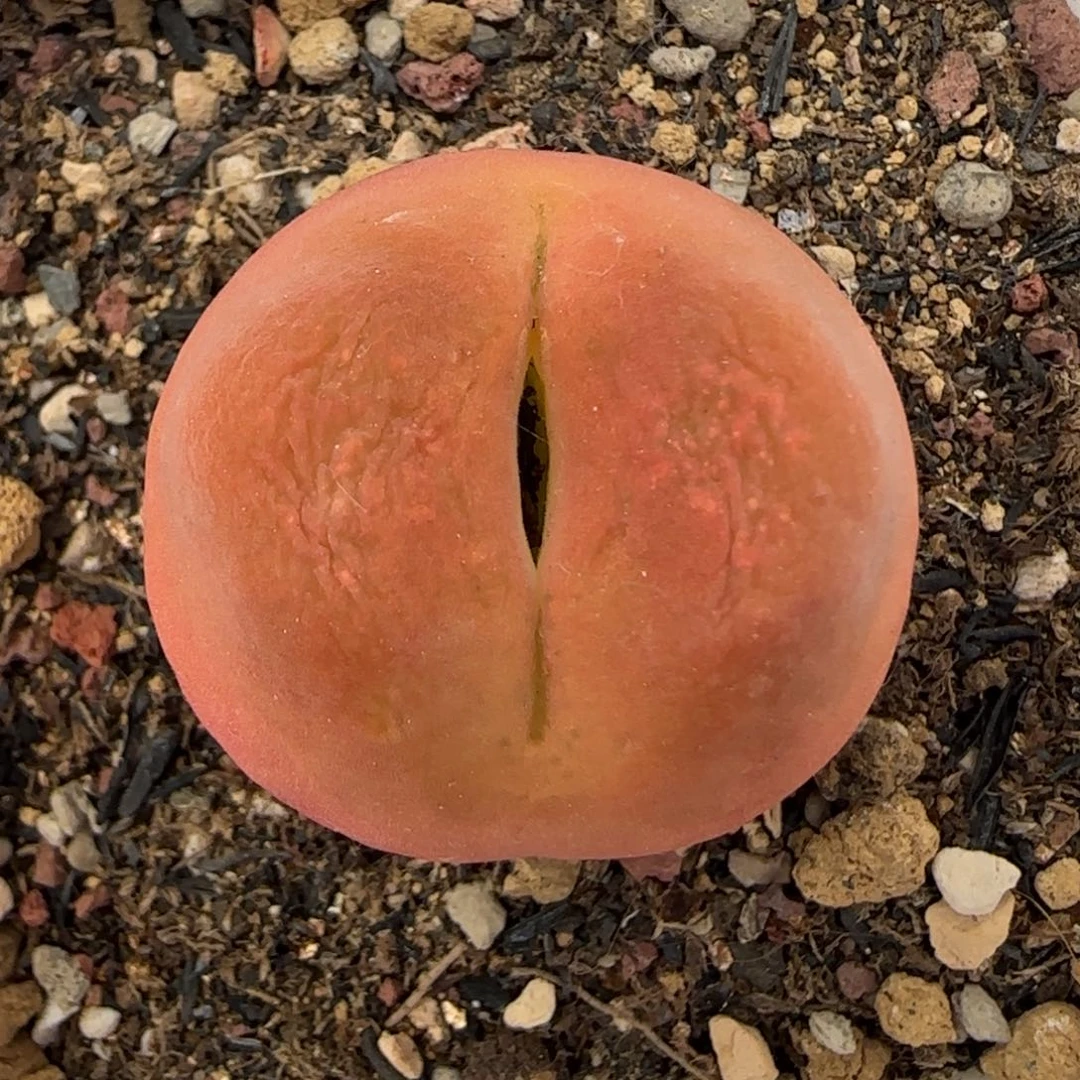 5.13。、蟠桃。、9006