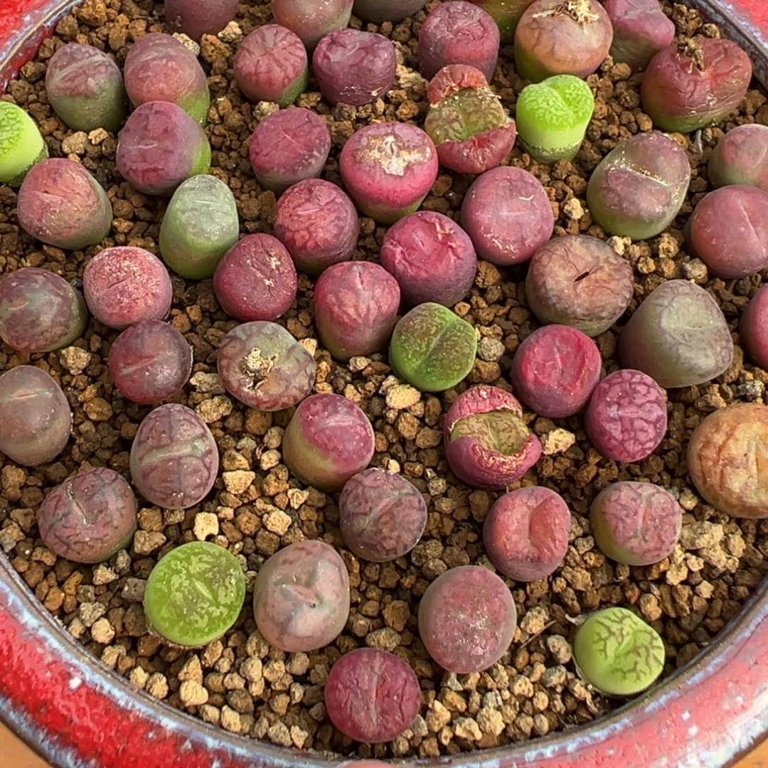 量拍毛杂墨一颗，多肉