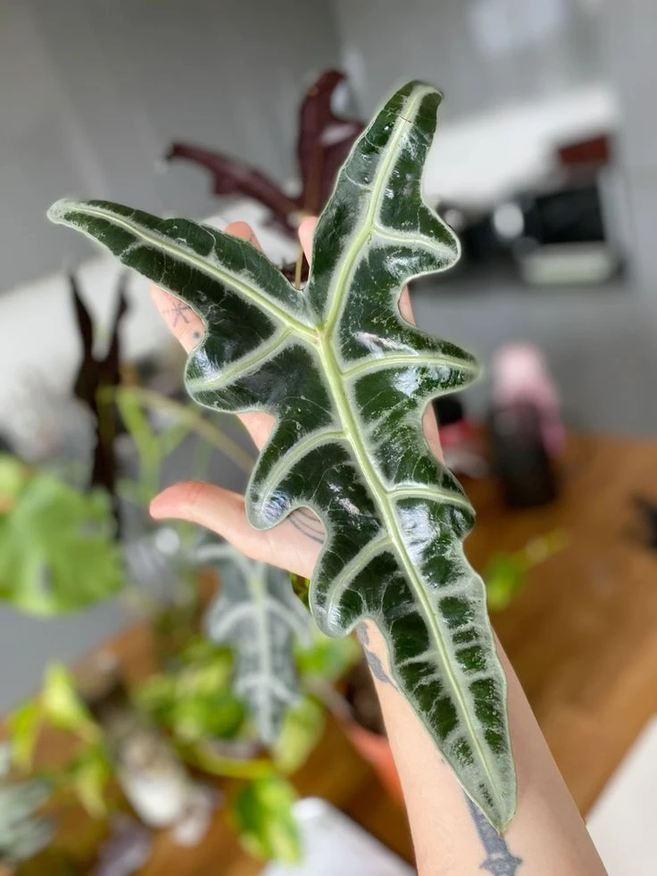 诺比海芋鱼骨ins风网红室内阳台观叶热带植物盆栽花园庭院绿植