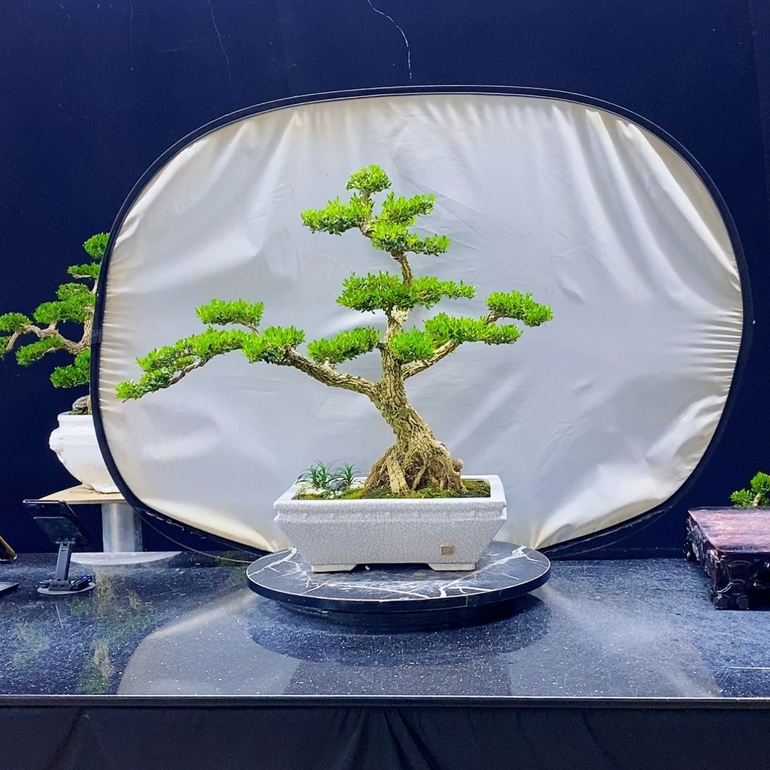 无花朵黄杨盆景造型