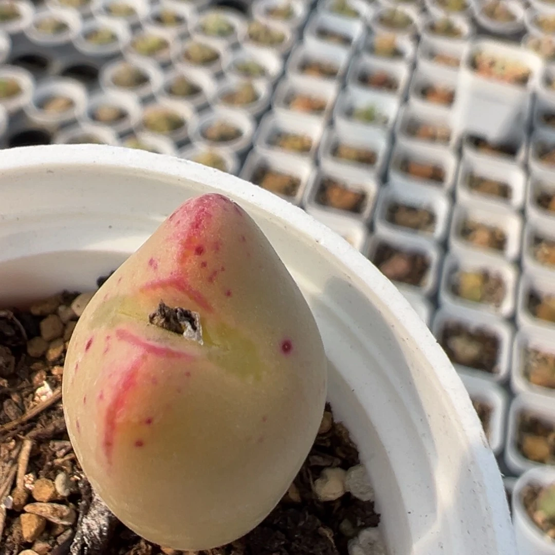 哥*拉33多肉植物百科知识