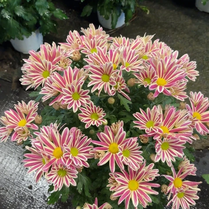 油画斑纹盆栽带花