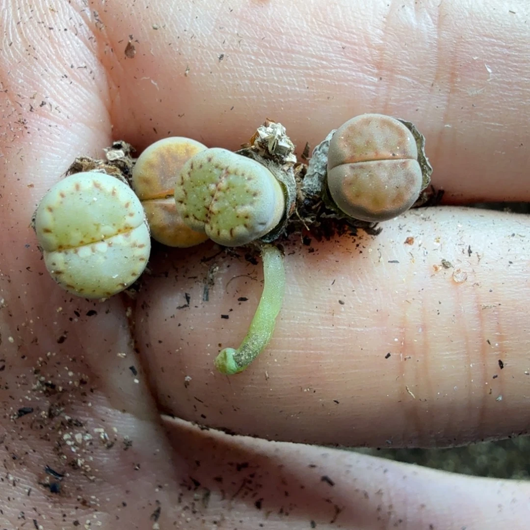 ****️多肉植物的生长发育9