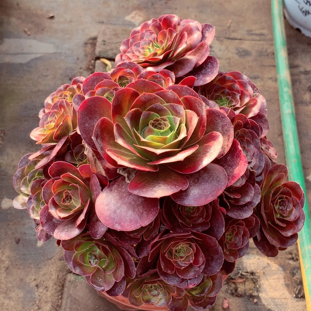 魅金玫瑰，两颗包邮