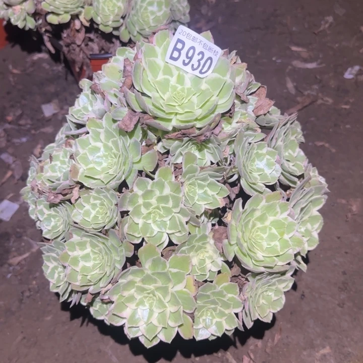 水蜜桃……多肉植物的