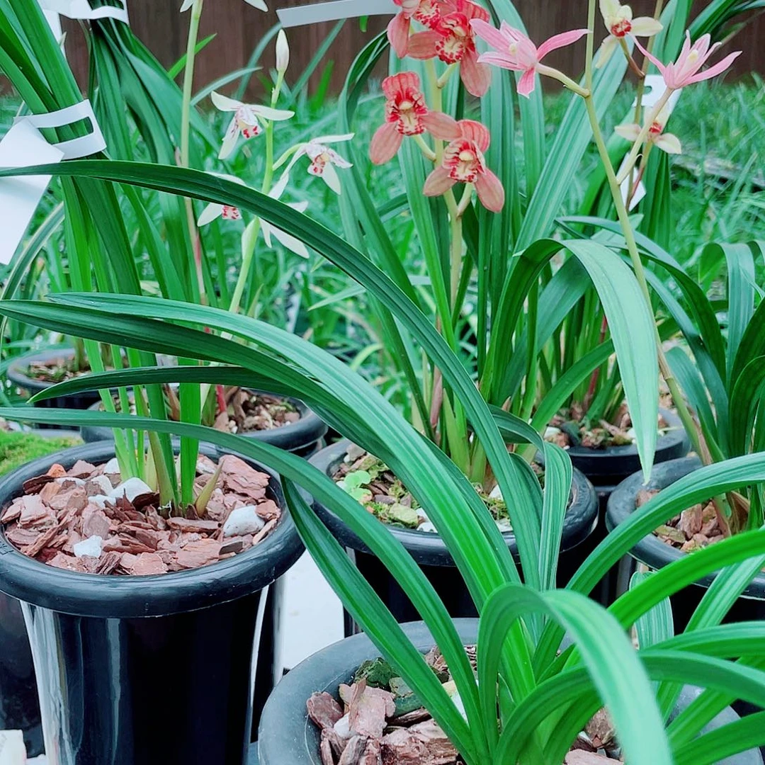 *****完全开放一物一拍漂亮