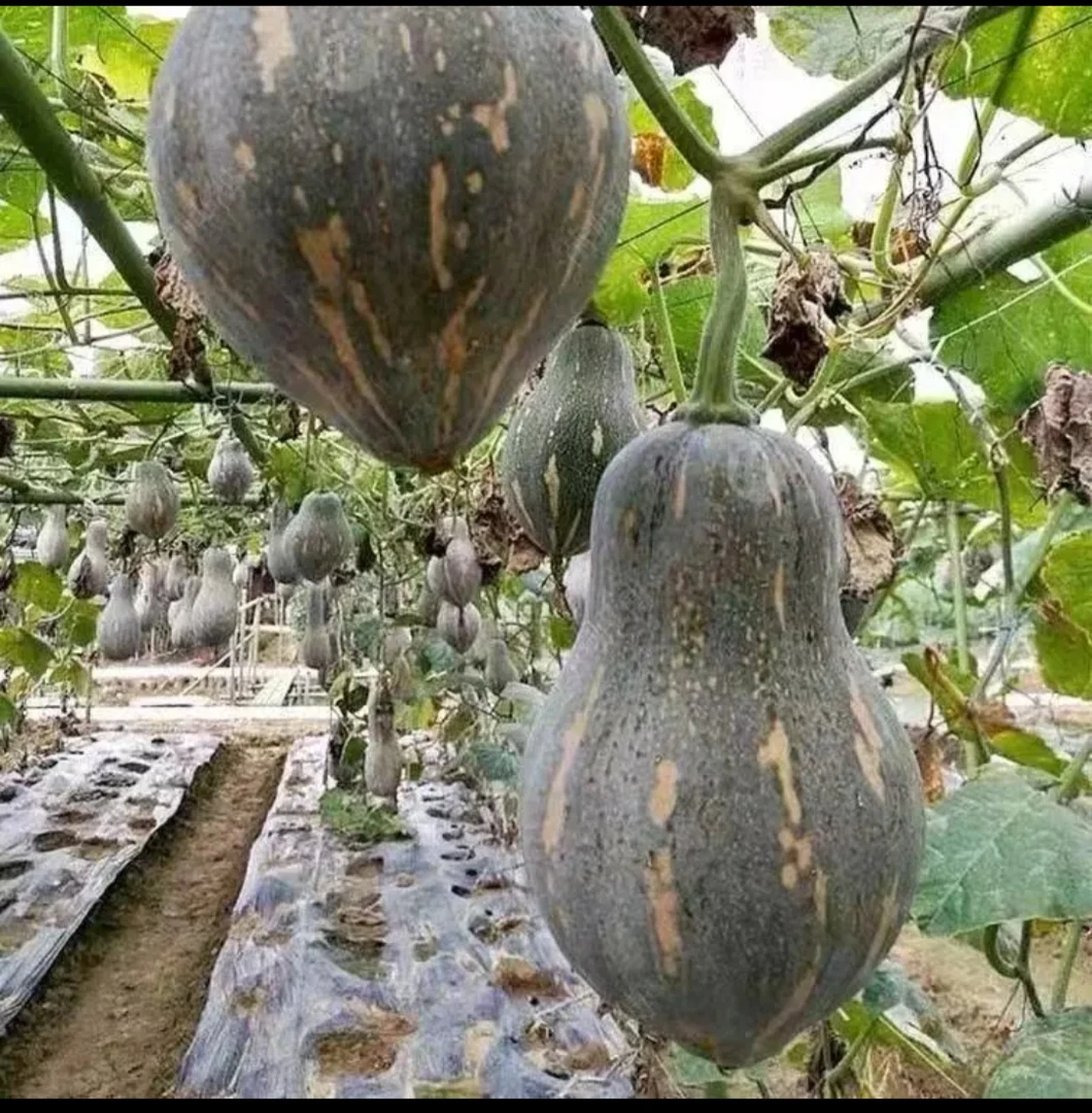 【全店满8包包邮】香芋南瓜种子