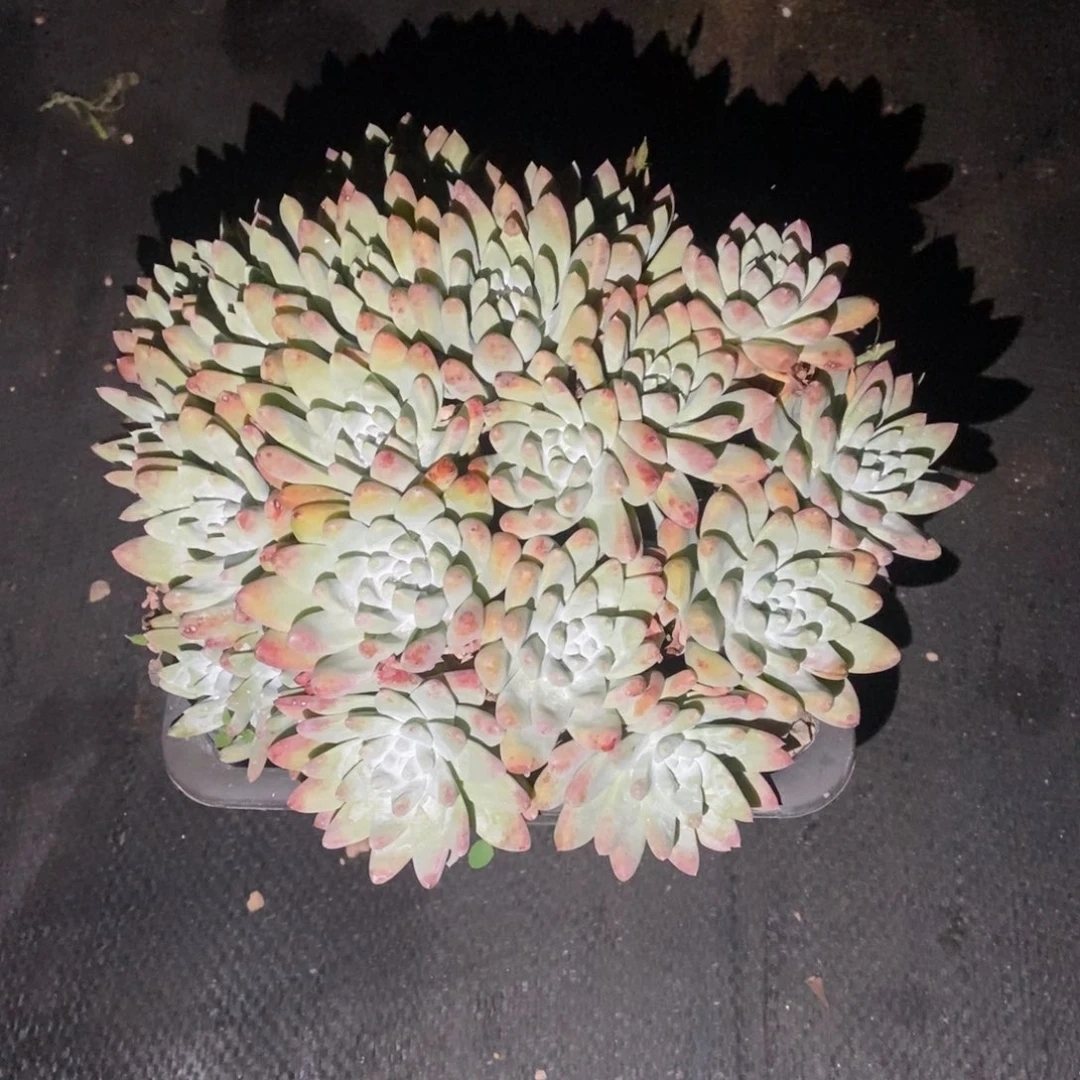 无***1福利多肉植物啦啦啦