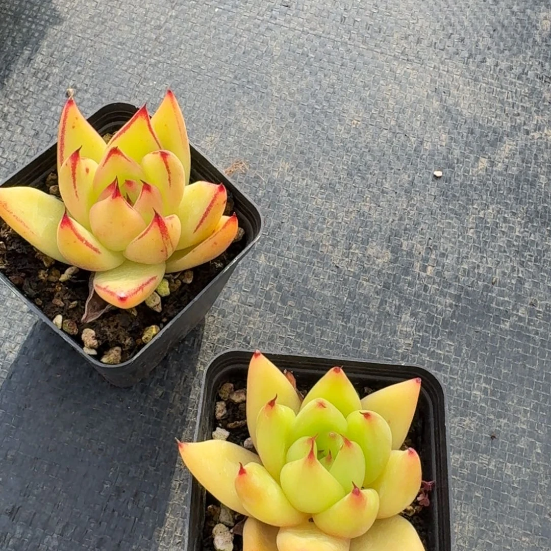 kk东云杂交两颗24-166