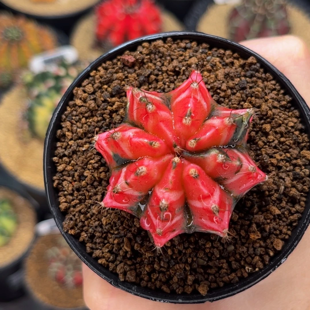 名品 樱花 米哈米哈仙人球