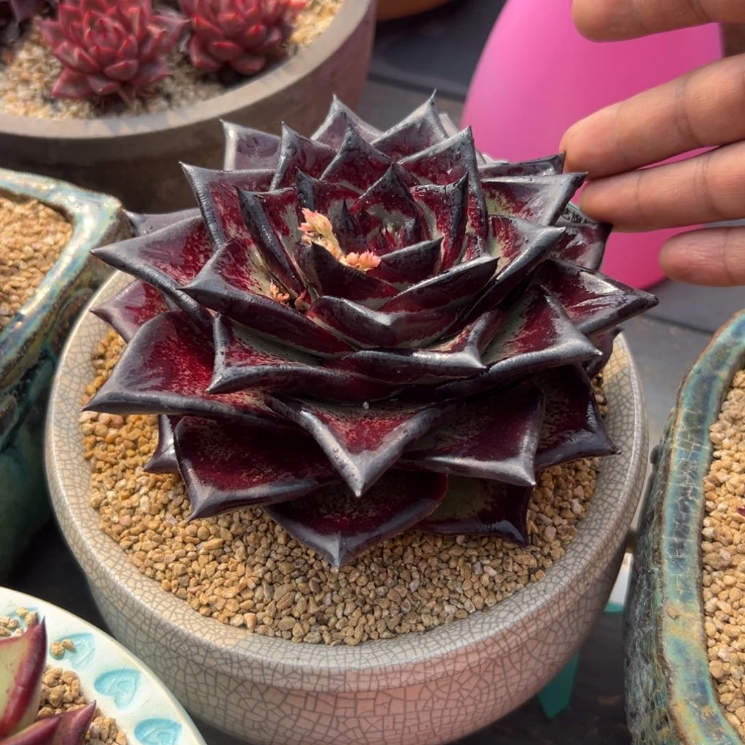 多肉一物一拍0211-141