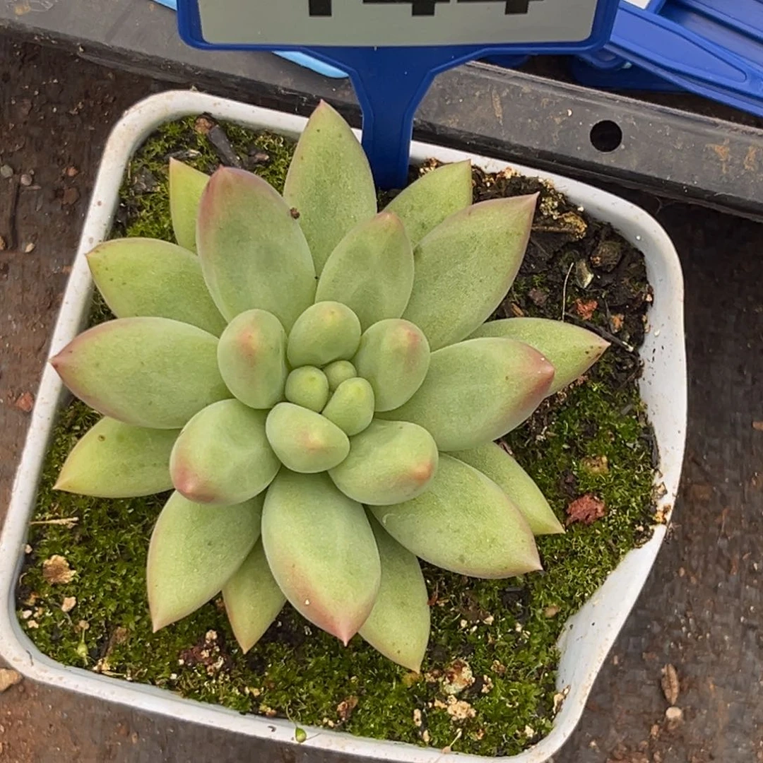 多肉植物美人杂144