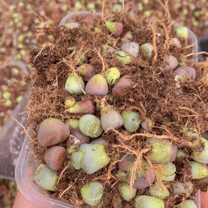 一盒00000000000002